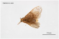 藏品(白斑黃毒蛾)的圖片